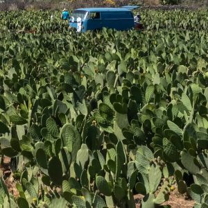 nopales 1