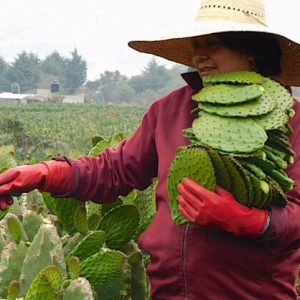 nopales 2