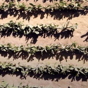 producto-nopal